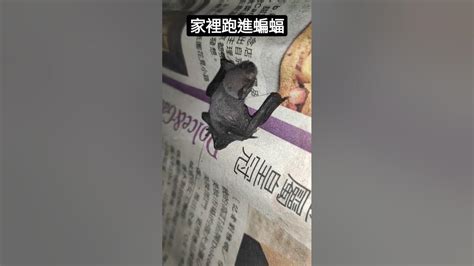 蝙蝠來家裡是什麼意思|他求救：家裡有蝙蝠跑進來怎麼辦？網驚：大吉！趕不。